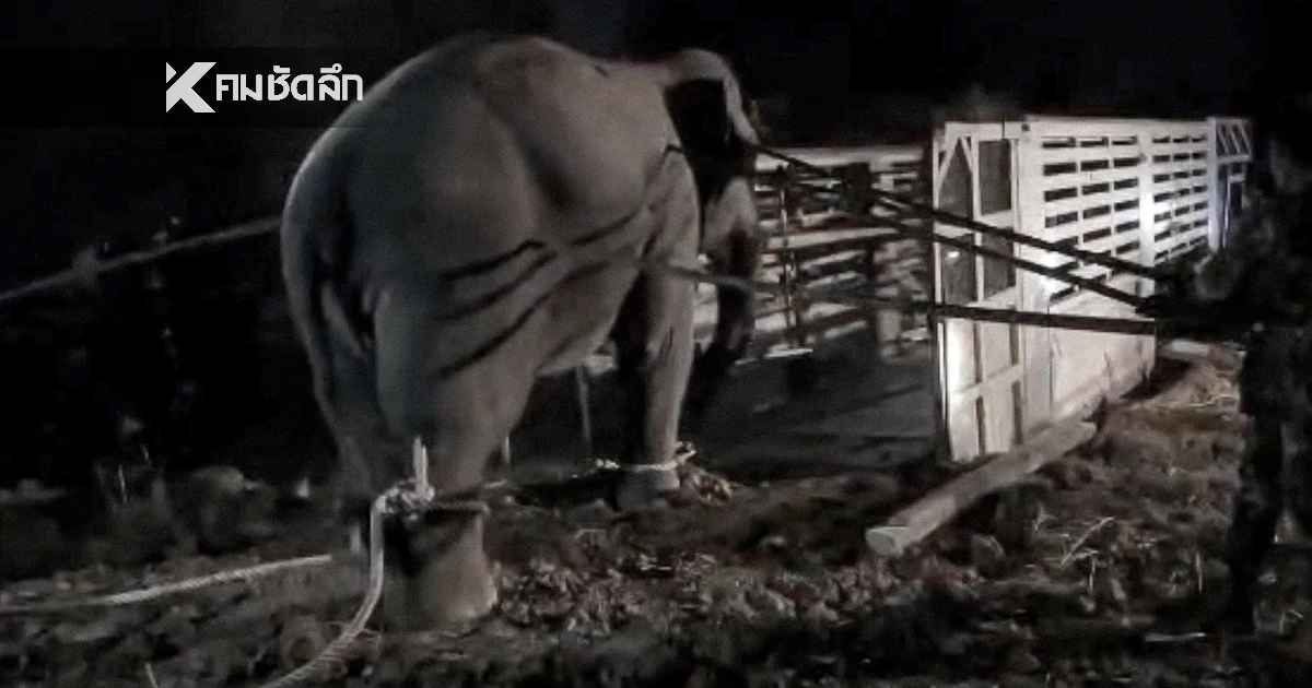 กรมอุทยานฯ ชี้แจง ช้างป่า "สีดอหูพับ" เสียชีวิตระหว่างเคลื่อนย้าย