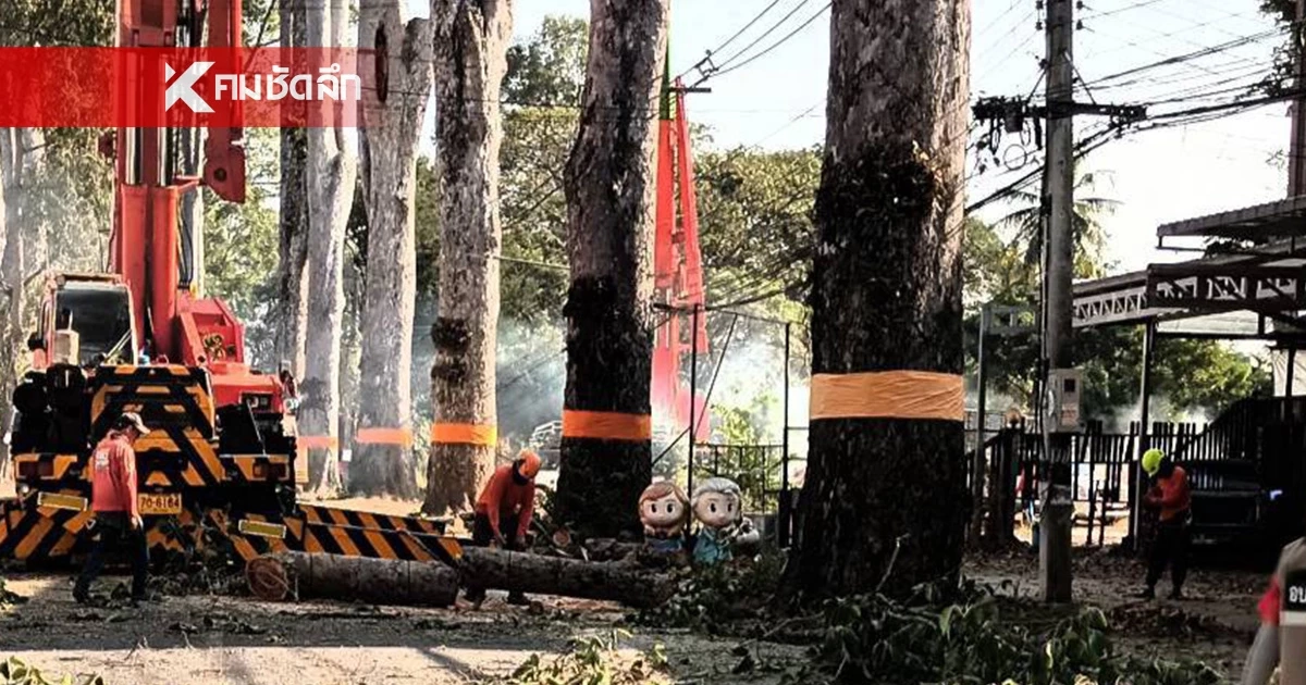 อบจ.เชียงใหม่ แนะเลี่ยงเส้นทาง ถนนสายต้นยาง ช่วงมีพายุฝน-ลมแรง