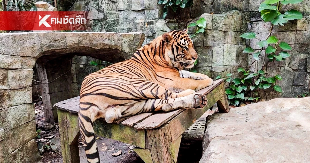 เผยสาเหตุ เสือโคร่งดับ 72 ตัวปริศนา ตรวจพบเชื้อ "หัด-แบคทีเรีย" ไม่ใช่ไข้หวัดนก