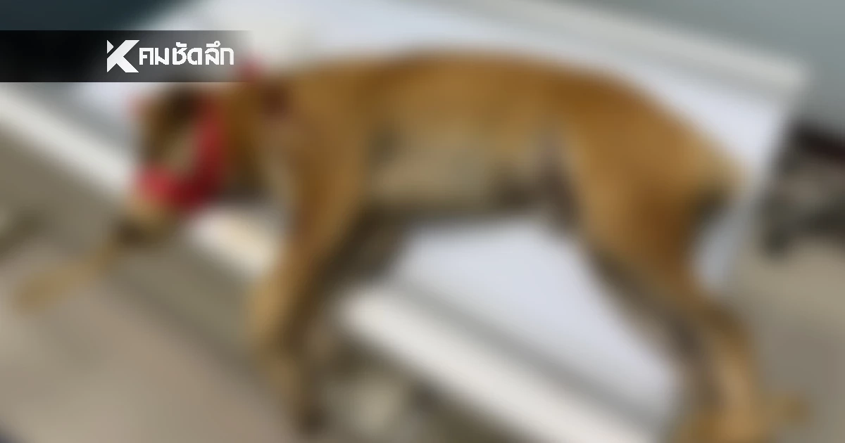 จิตใจทำด้วยอะไร? ยิงลูกดอกใส่หมา ยัดกระสอบทิ้งป่าไผ่