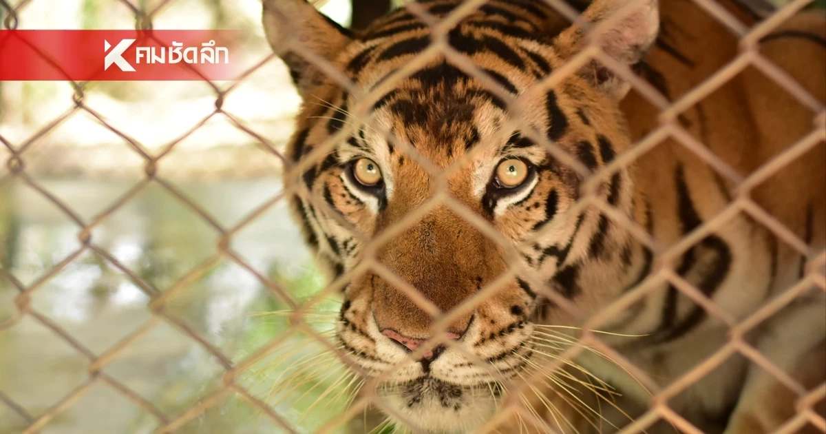 สรุปไทม์ไลน์ "คุ้มเสือเชียงใหม่" 2 แห่ง พบเสือป่วยตาย 72 ตัว