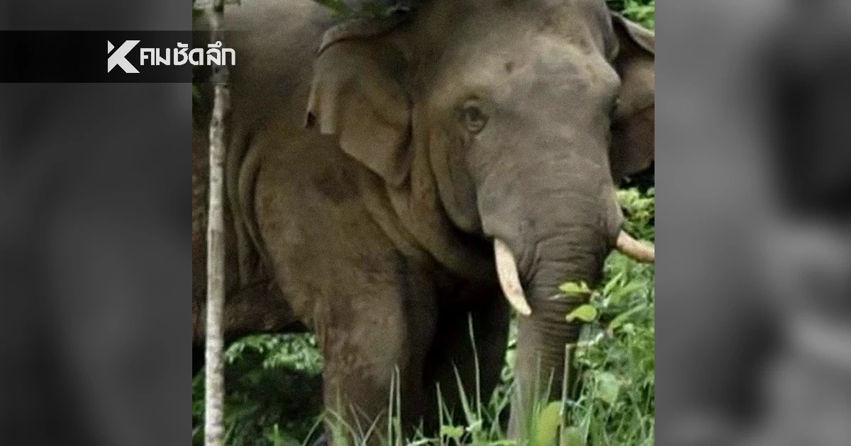 สลด "ช้างป่าเขาใหญ่" ทำร้ายนักท่องเที่ยวดับ ขณะเดินออกกำลังกาย สลด "ช้างป่าเขาใหญ่" ทำร้ายนักท่องเที่ยวดับ ขณะเดินออกกำลังกาย