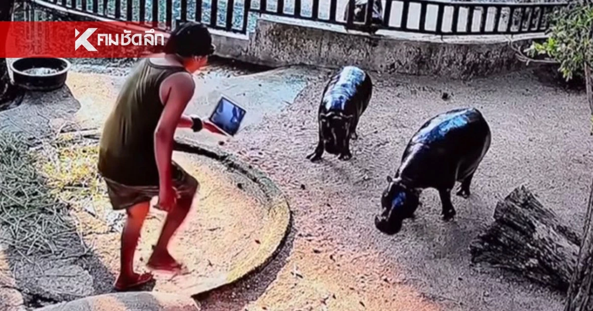 "หมูเด้ง" ตื่นตกใจ เจอหนุ่มพิเรนทร์โดดลงบ่อ หวังเซลฟี่ใกล้ชิด ล่าสุดสวนสัตว์ฯชี้แจง
