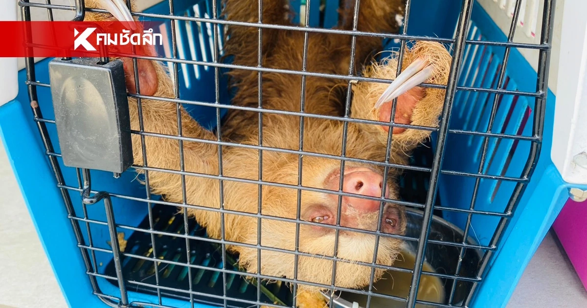 สบอ.1 ช่วยสัตว์ป่า 366 ชีวิต ถูกทิ้งกลางป่าอ้อย คลองหาด จ.สระแก้ว