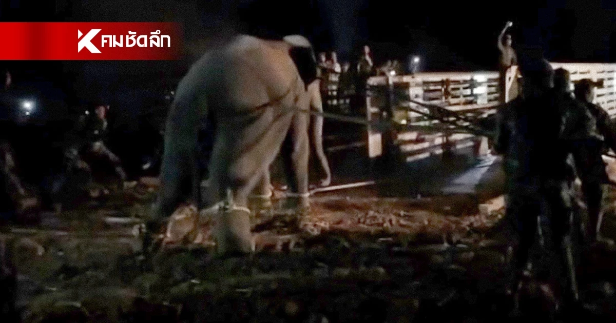 สรุปผลตรวจสอบข้อเท็จจริง "สีดอหูพับ" ล่าสุด กรมอุทยานฯ แถลงแล้ว สรุปผลตรวจสอบข้อเท็จจริง "สีดอหูพับ" ล่าสุด กรมอุทยานฯ แถลงแล้ว
