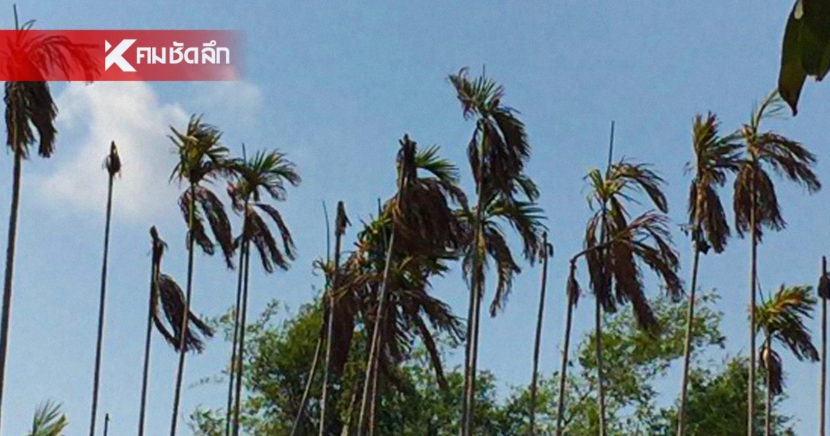 กรมอุตุฯ เตือน อากาศร้อนจัดทะลุ 40 องศาฯ เตือนพายุฝน-ลมกระโชกแรงซ้ำ