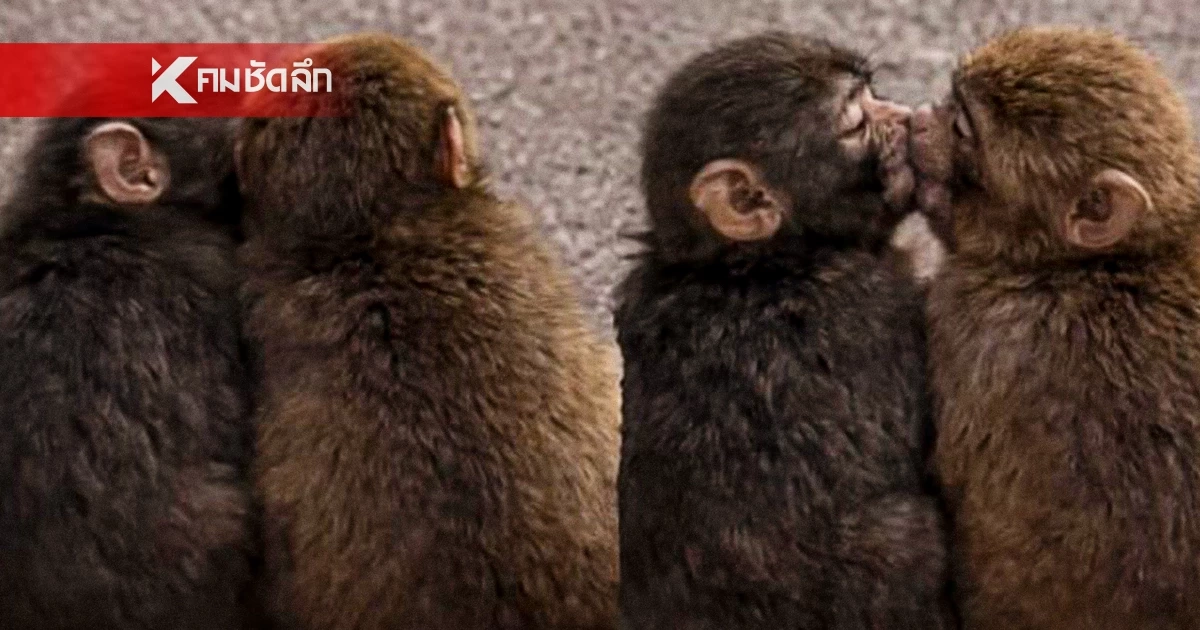 "พันช์คุง" เปิดตัวสาวข้างกาย "โมโมะจัง" พร้อมภาพหวาน "จุ๊บ" กัน