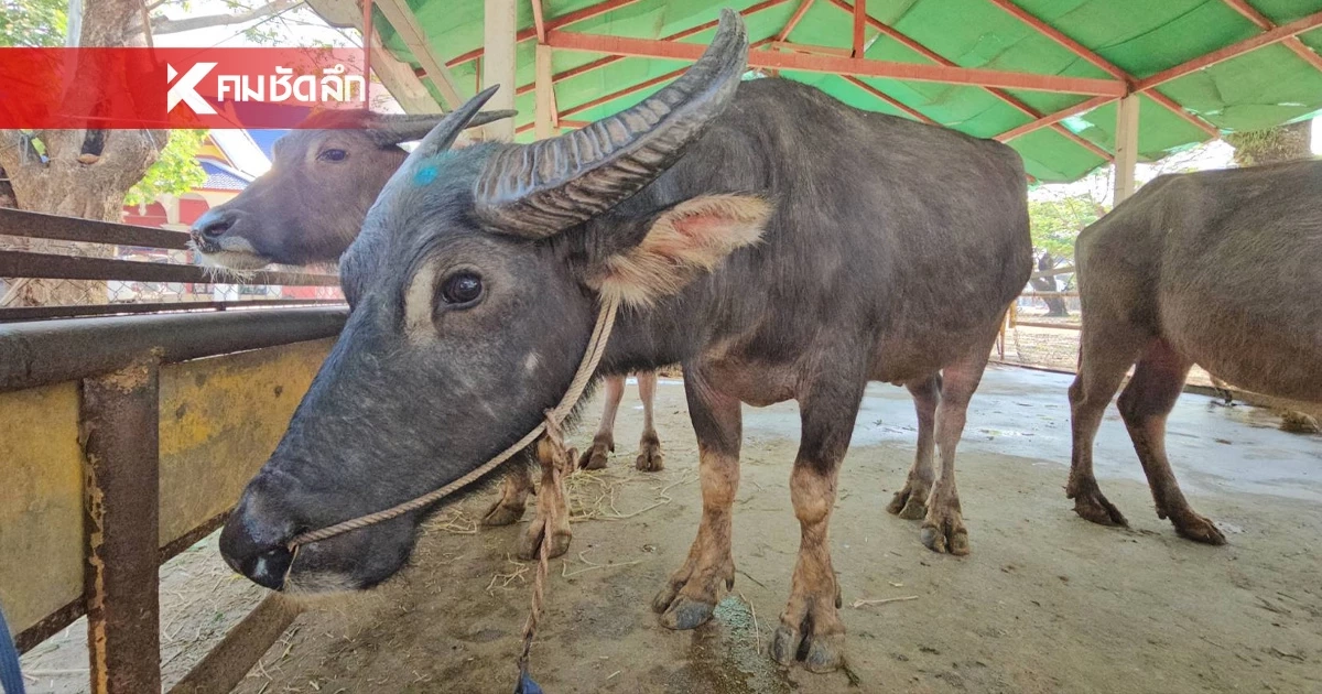 ตำรวจ สภ.สันทราย ร่วมประกอบพิธี ไถ่ชีวิต "เจ้าบุญรอด" หวิดโดนชำแหละ