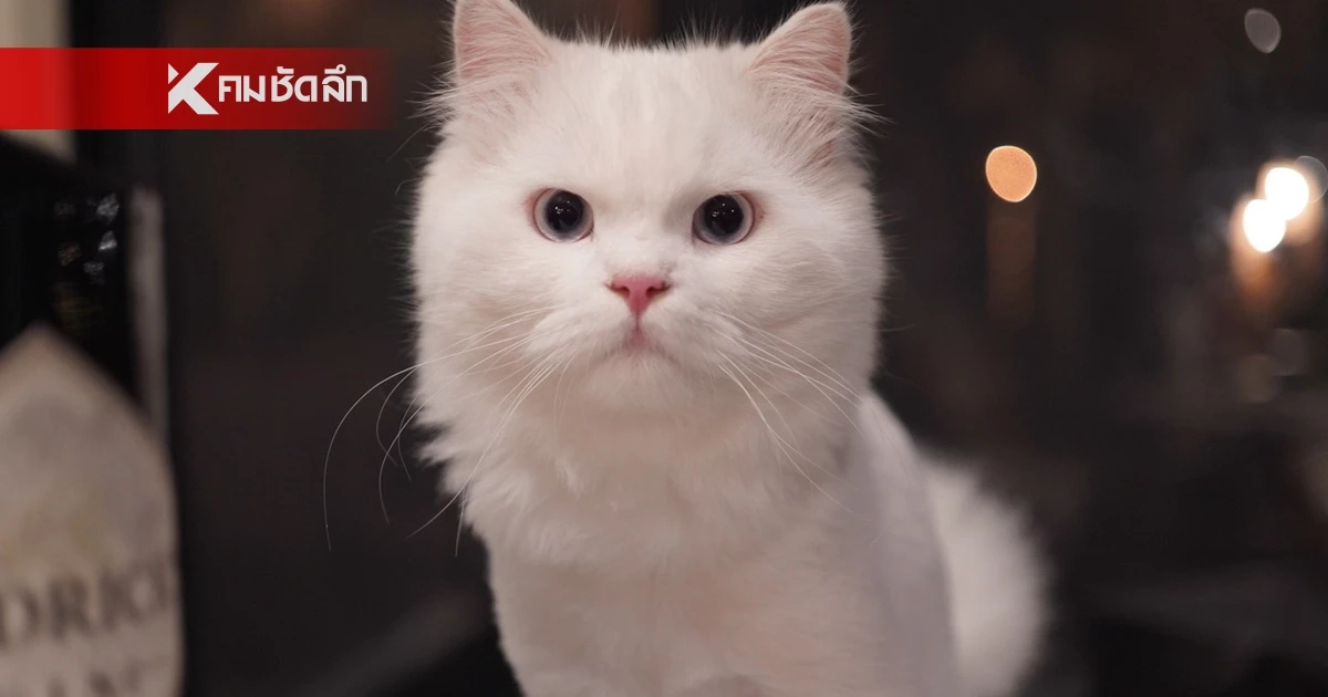 เหมียวไทยทะลุ 4 ล้านตัว ดันธุรกิจสัตว์เลี้ยงสะพัดหมื่นล้าน เมินมีลูก-หันซบลูกรักสี่ขา