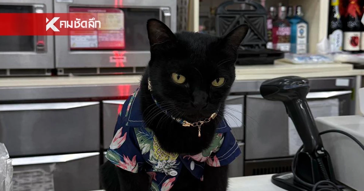 อดีตเคยจร! "หอยเม่น" แมวดำหน้าร้านสะดวกซื้อ เลื่อนขั้นสู่ แคชเชียร์ เต็มตัว