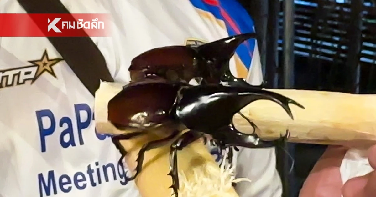 ทำความรู้จัก! กีฬาพื้นบ้านแข่งชน "ด้วงกว่าง" ราคาพุ่งหลักหมื่น