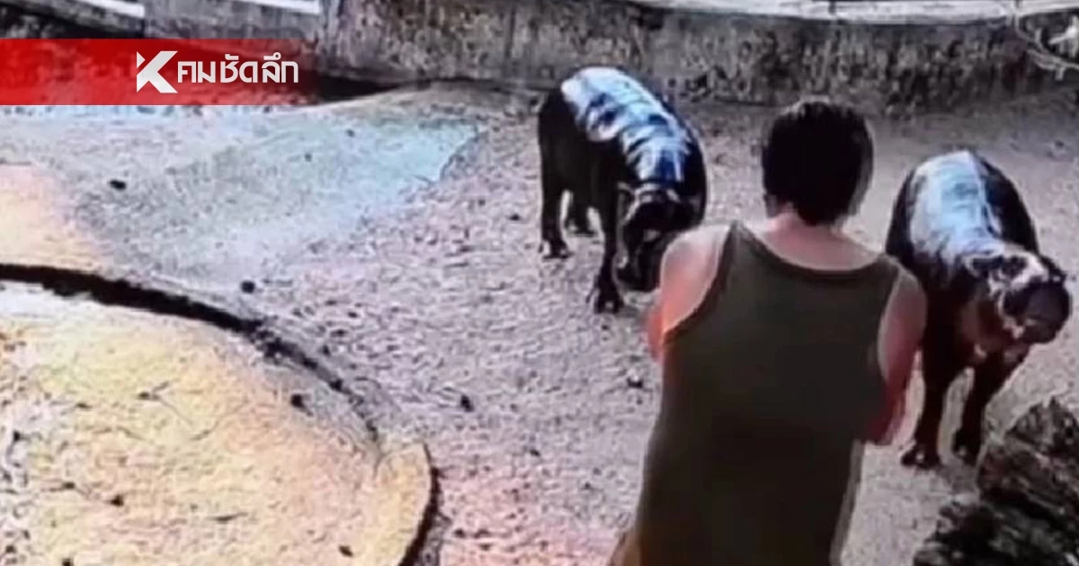 ศาลฯ สั่งปรับ 1 หมื่นบาท ชายโดดลงบ่อหมูเด้ง หวังถ่ายรูปใกล้ชิด