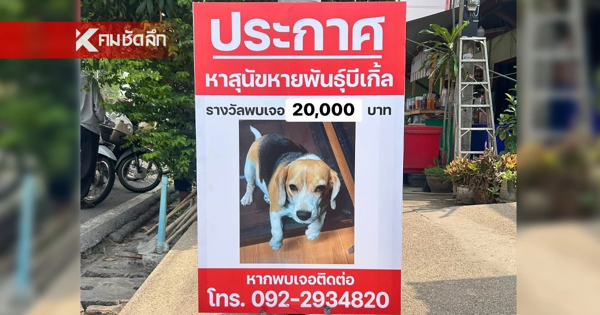 ใครพบเห็นให้ 2 หมื่น "ราษีไศล ยูไนเต็ด" ประกาศตามหาสุนัขหาย