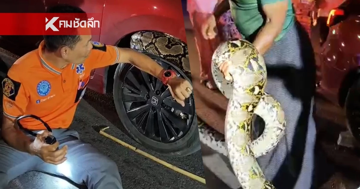 เลขเด็ด เลขทะเบียนรถ "งูเหลือมยักษ์" เข้าใต้ท้องรถ สาวตกใจ! จนเข่าอ่อน เลขเด็ด เลขทะเบียนรถ "งูเหลือมยักษ์" เข้าใต้ท้องรถ สาวตกใจ! จนเข่าอ่อน