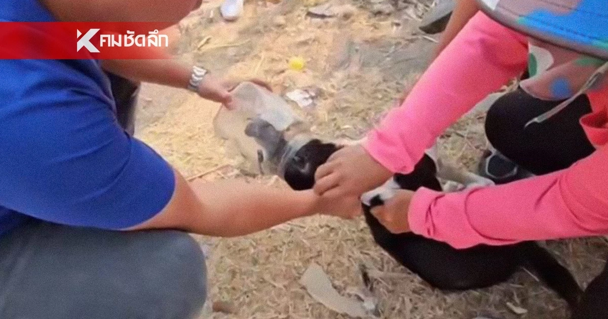 ช่วยสำเร็จ หมาจร หัวติดโหลพลาสติก ไม่ได้กินข้าว-น้ำ นาน 5 วัน