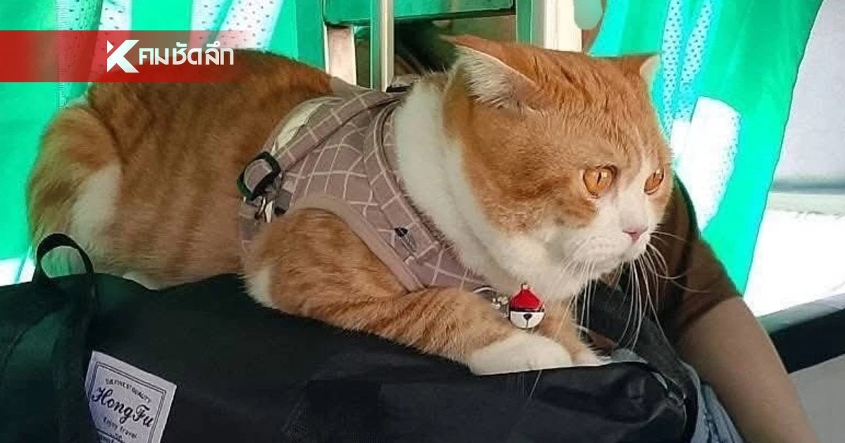 สรุปความจริง "แมวคลั่ง" ไม่ได้เป็นต้นเหตุ "รถไฟล่าช้า" ที่แท้เพราะสาเหตุนี้?