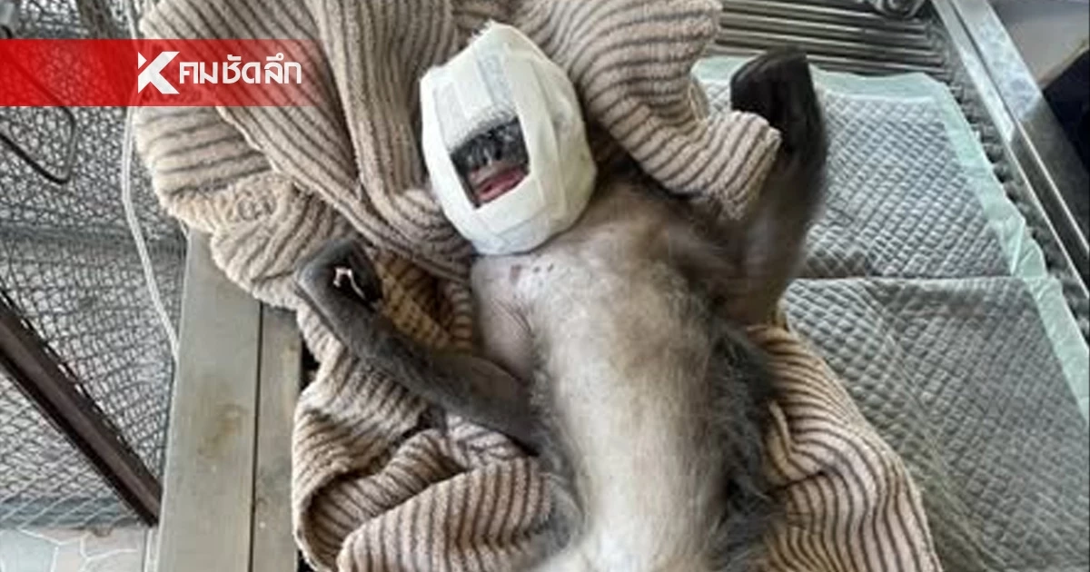 อาการล่าสุด "ค่างแว่นถิ่นใต้" ถูกไฟฟ้าช็อต สัตวแพทย์ดูแลใกล้ชิด