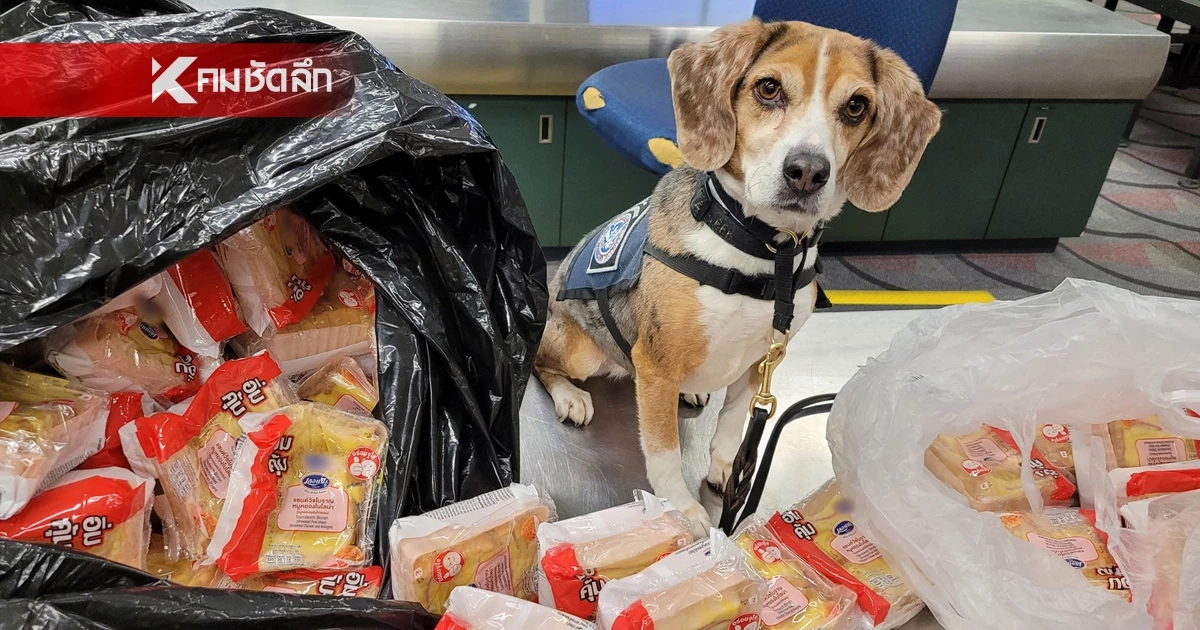 บีเกิล K9 สหรัฐฯ โชว์ผลงานยึดแซนด์วิชโบราณหมูหยองไก่หยองจากไทย