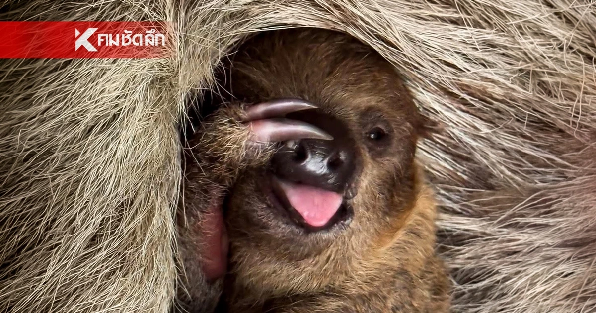 งานนี้มีรางวัล! สวนสัตว์เปิดเขาเขียว ชวนโหวตชื่อ “ลูกสล็อต”