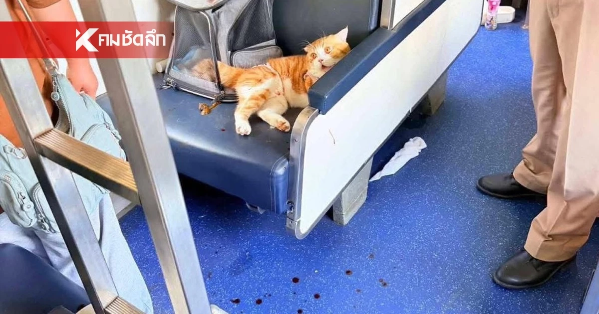 ระทึก! สาเหตุ แมวคลั่งไล่กัดคน บนขบวนรถไฟ เจ้าหน้าที่ 3 คน รุมตะครุบ