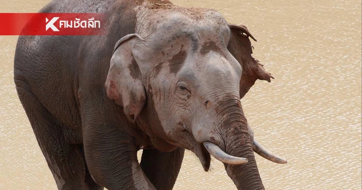 ทีมสัตวแพทย์รุดช่วย "พลายจ่าย่น" ช้างป่าเขาใหญ่ มีแผลเหวอะ หาง-หูขาด