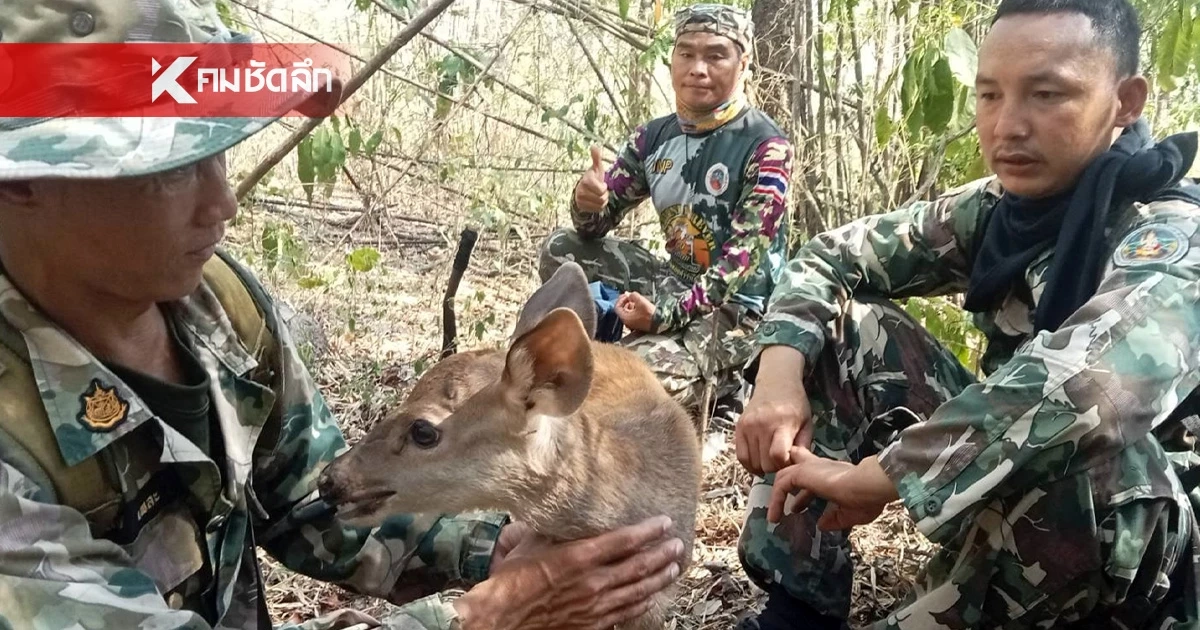 เจ้าหน้าที่ ขสป.แม่น้ำภาชี ช่วยลูกกวาง วัย 2 สัปดาห์ รอดชีวิตจากไฟป่า เจ้าหน้าที่ ขสป.แม่น้ำภาชี ช่วยลูกกวาง วัย 2 สัปดาห์ รอดชีวิตจากไฟป่า