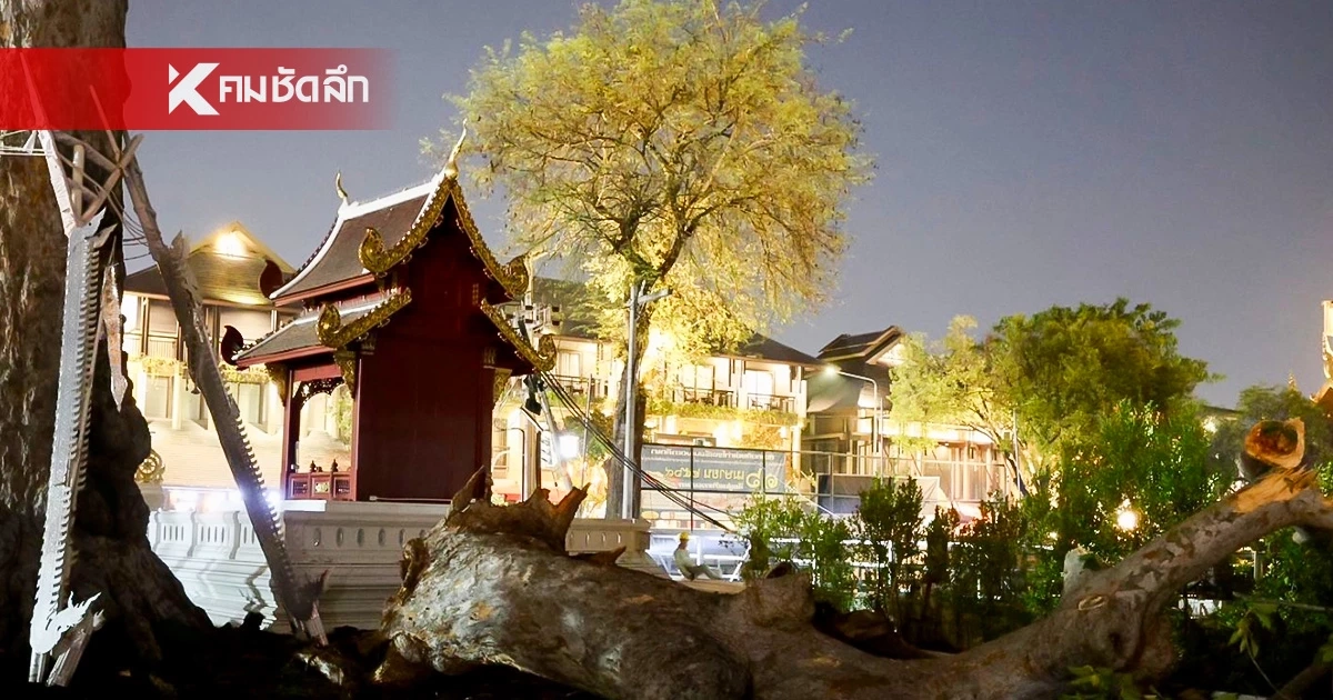 เจ้าอาวาสวัดเจดีย์หลวงฯ ยันกิ่งยางนาหักไม่ใช่ลางร้าย