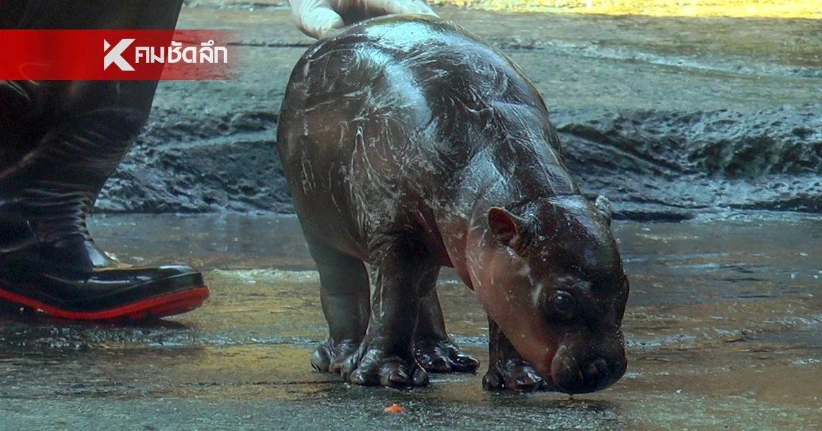 น้าเด้งว่าไง? "หลานสาวหมูเด้ง" แจ้งเกิดแล้ว สุขภาพปึ๋งปั๋ง น้ำหนักพุ่ง 8 กก. น้าเด้งว่าไง? "หลานสาวหมูเด้ง" แจ้งเกิดแล้ว สุขภาพปึ๋งปั๋ง น้ำหนักพุ่ง 8 กก.