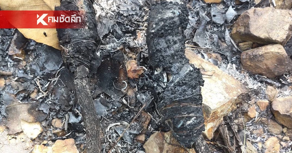 ชัดเจน! ฝีมือมนุษย์วางเพลิงเผาป่า พบคบเพลิงประดิษฐ์กลางป่าจอมทอง