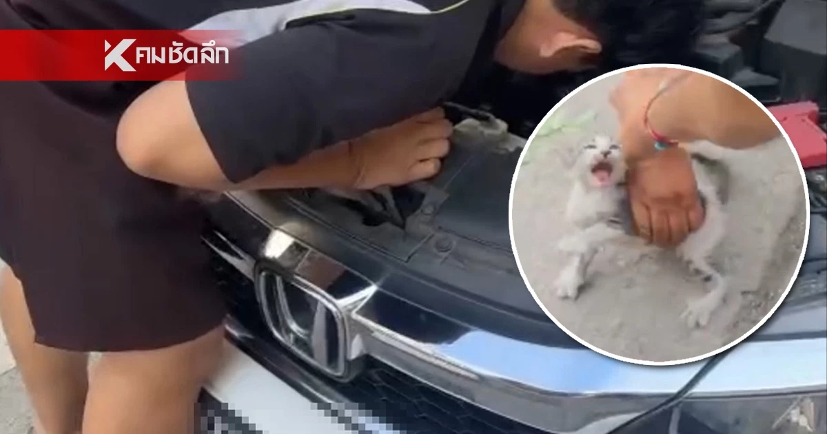 เลขทะเบียนรถ "ลูกแมวนำโชค" ติดในห้องเครื่อง "กราฟฟิกสาว" เล่านาทีช่วยชีวิต เลขทะเบียนรถ "ลูกแมวนำโชค" ติดในห้องเครื่อง "กราฟฟิกสาว" เล่านาทีช่วยชีวิต