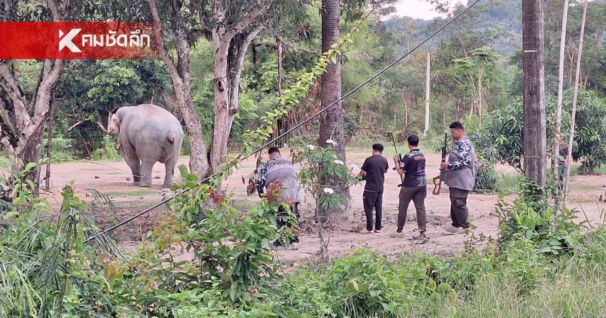 สบอ.1 (ปราจีนบุรี) สนธิกำลังรักษา "พลายสาริกา" บาดเจ็บที่เท้า