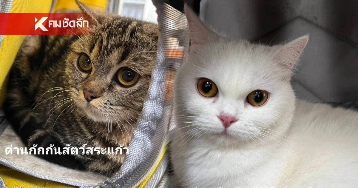 ด่านกักกันสัตว์สระแก้ว ประกาศขายทอดตลาด แมวพันธุ์สก็อตติช 11 ตัว