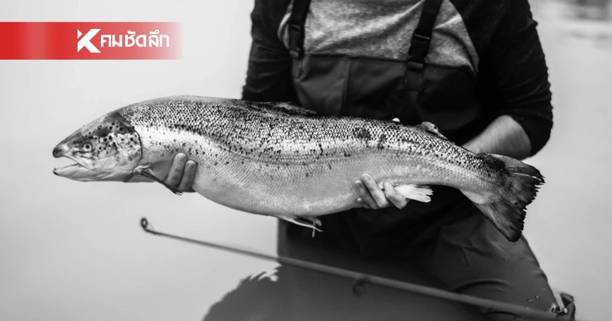 วิจัยพบ ‘โคเคน’ ปนเปื้อนแหล่งน้ำ ทำปลาแซลม่อนพฤติกรรมเพี้ยน
