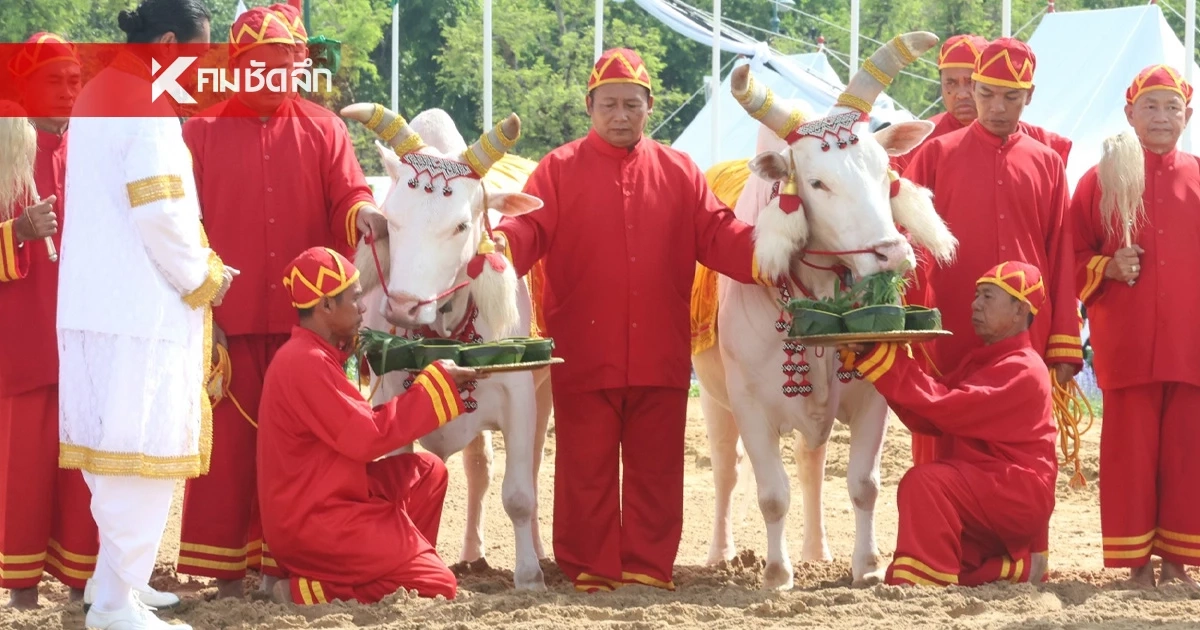 ส่องเลขเด็ด 'พระโคเสี่ยงทาย' 69 กิน 'ถั่ว-น้ำ-หญ้า-เหล้า' พิธีแรกนาขวัญ