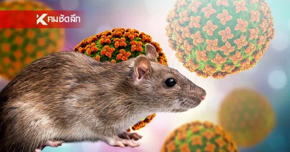 รู้จัก ‘ไวรัสฮันตา’ อาการของโรค ติดต่อจากคนสู่คน ทำเสียชีวิตได้ 