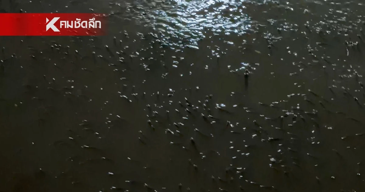 ขนลุกซู่! เปิดคลิปฝูงปลาหมอคางดำนับล้านโผล่อ้าปากหายใจกลางสมุทรปราการ ขนลุกซู่! เปิดคลิปฝูงปลาหมอคางดำนับล้านโผล่อ้าปากหายใจกลางสมุทรปราการ