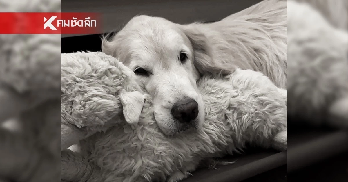 ไม่ทรมานแล้วนะ! ‘เจได’ พี่ชายจุ๊มเหม่ง เดินทางกลับดาวหมาแล้ว