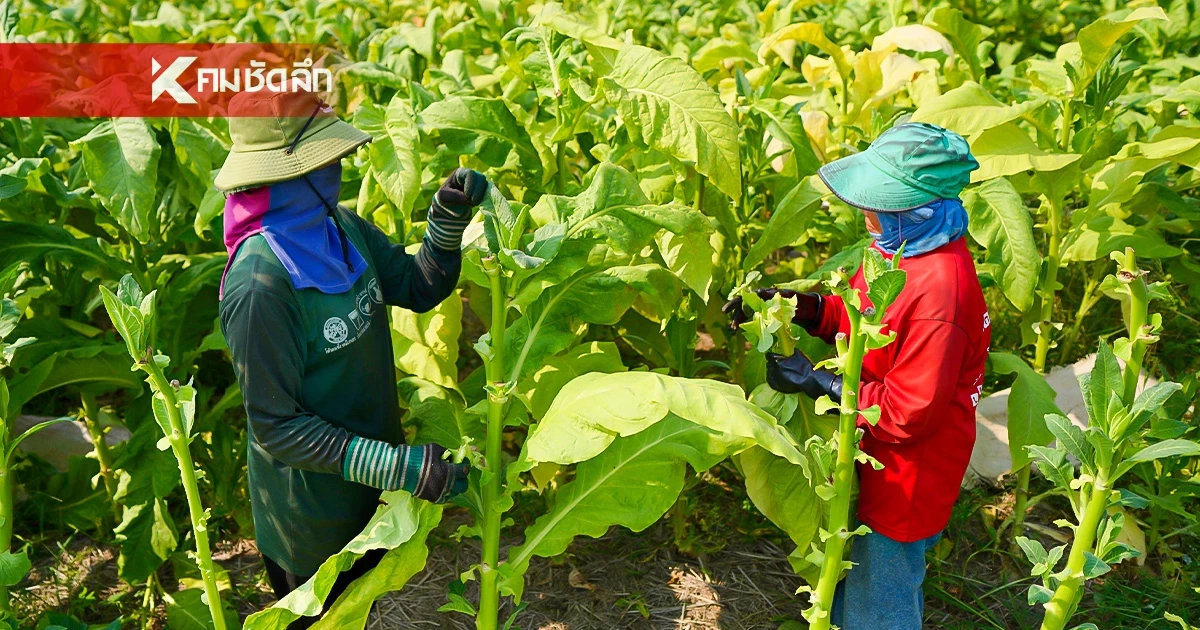 ชาวไร่ยาสูบภาคเหนือ! ปรับตัวรับกติกาโลก ‘WHO’ วอนรัฐหยุดนโยบายรีดภาษี