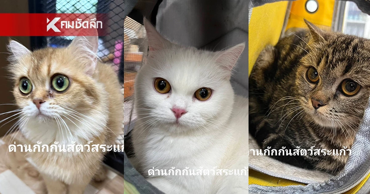 เปิดที่มา แมวของกลาง 11 ตัว เป็นของใคร? ก่อนถูกนำมาประมูลขายทอดตลาด
