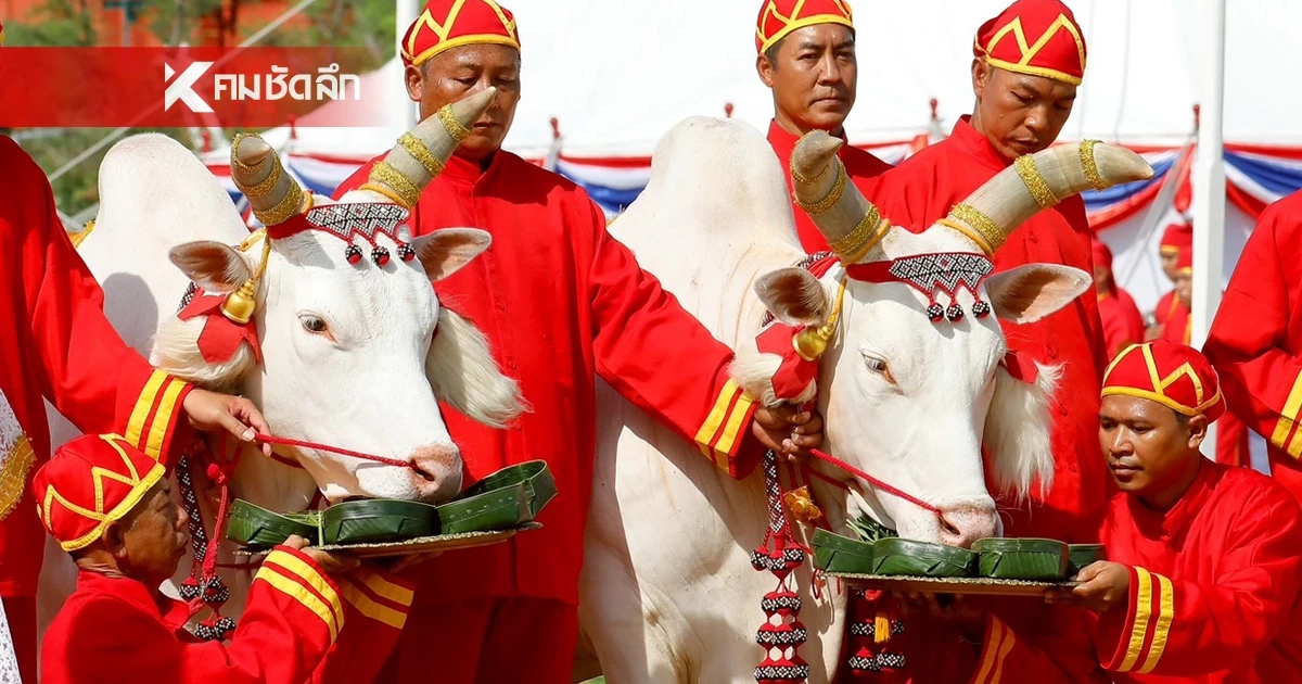 ทำความรู้จักพระโค "พอ-เพียง" เตรียมเสี่ยงทาย ในวันพืชมงคล 2569