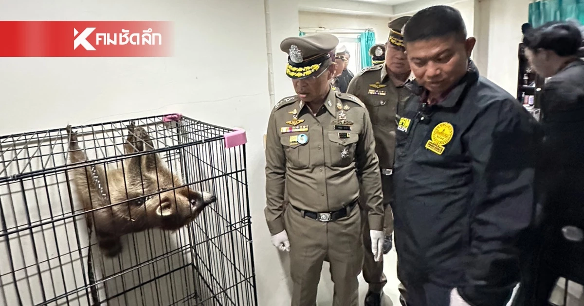 รวบ 2 ผัวเมียสายเพี้ยน! ตระเวนขโมยสัตว์แปลก แลกยาบ้า ลิงกระรอกชื่อดังรอดหวุดหวิด