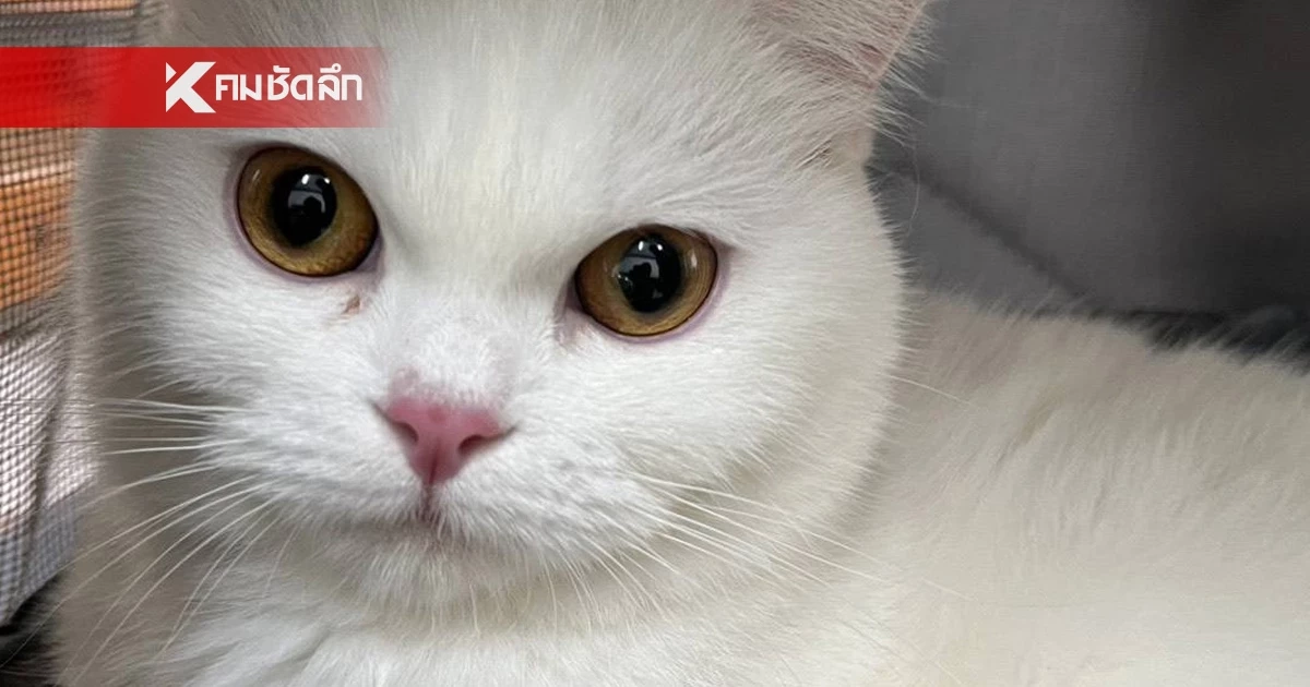 ข่าวดี! แมวของกลาง 11 ตัว ได้บ้านใหม่แล้ว ปิดการขายทอดตลาด