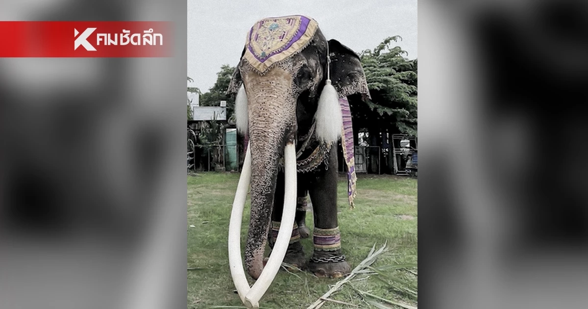 ย้อนตำนาน "พลายทองใบ" ช้างงาสวย และยาวที่สุดในประเทศไทย ย้อนตำนาน "พลายทองใบ" ช้างงาสวย และยาวที่สุดในประเทศไทย