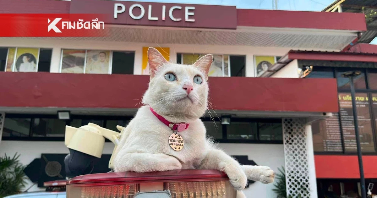 ประกาศตามหา "น้องหลงหลง" แมวของ สภ.เชิงทะเล ใครเห็นโปรดแจ้ง