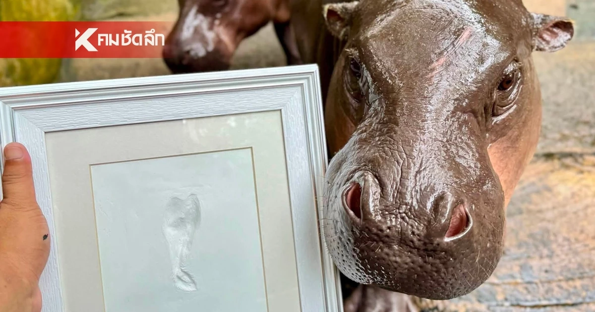 "สวนสัตว์เขาเขียว" เปิดพรีออเดอร์ "รอยประทับหางหมูเด้ง" ฉลอง 2 ขวบ