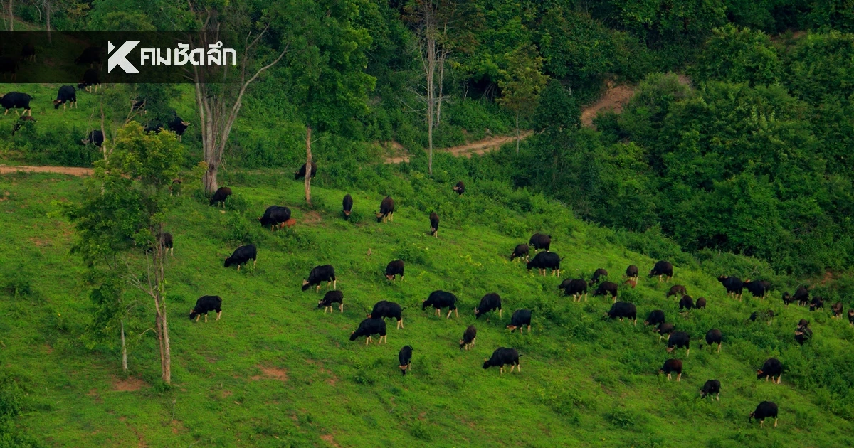 เจาะลึกผืนป่ามรดกโลก! ทำความรู้จัก “อุทยานแห่งชาติทับลาน” ใหญ่อันดับ 2 ของไทย
