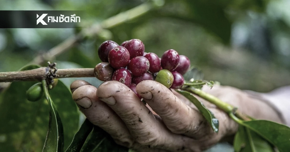 EU จ่อปรับ 3% ยักษ์ใหญ่คั่วกาแฟโลกสอบตก ไม่ผ่านเกณฑ์ค่าแรงคนปลูก