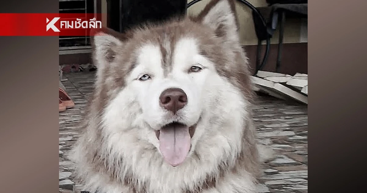 พิพากษาแล้ว! คดีเผา "น้องมอลลี่" สุนัขไซบีเรียน ผลออกมาแบบนี้