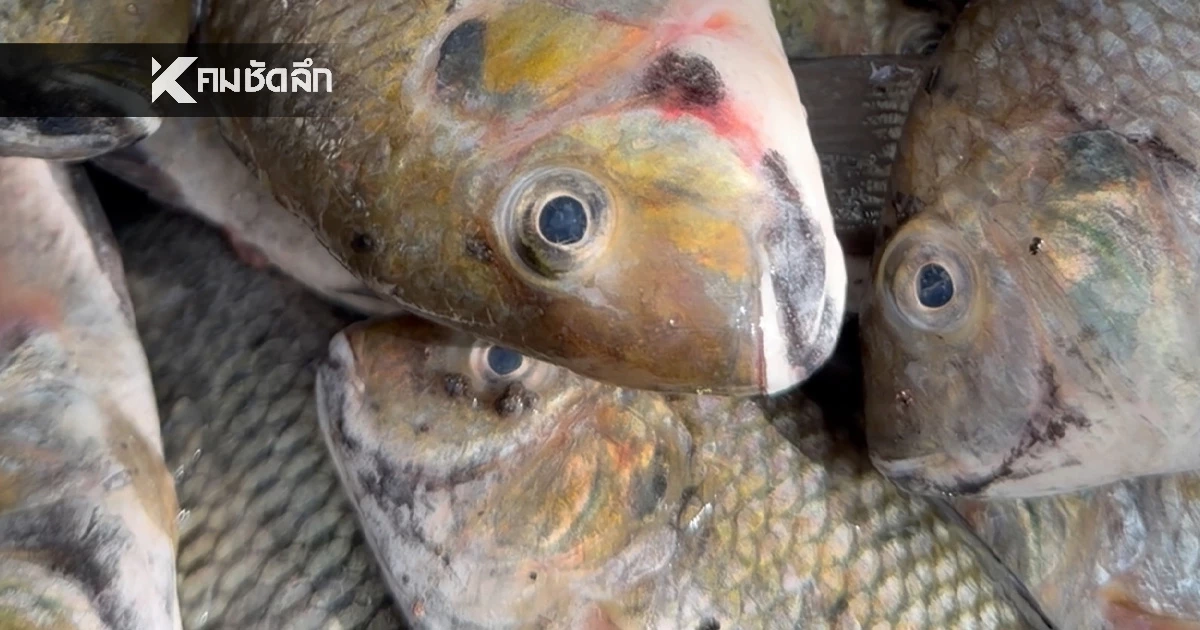 รัฐบาล เร่งติดตามสถานการณ์ 'ปลาหมอคางดำ' ชายฝั่งบางสะพาน