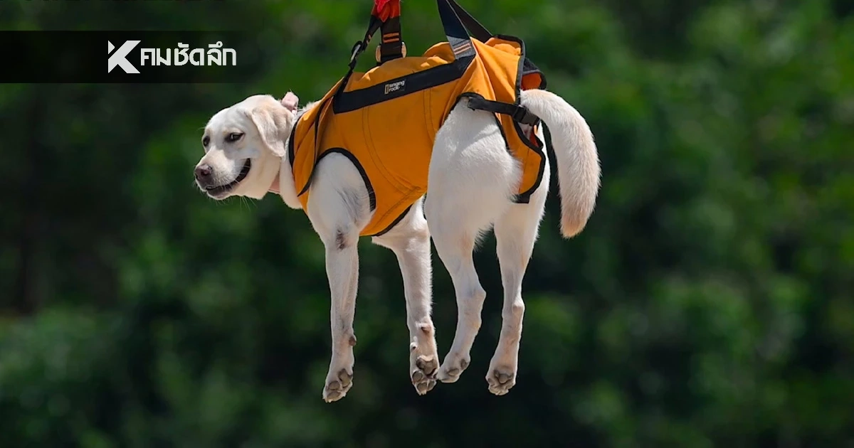 ‘K9’ สีนวล โชว์สกิลฝึกซ้อมร่วมโดรนกู้ภัย แต่ความน่ารักแย่งซีนเต็มเฟรม